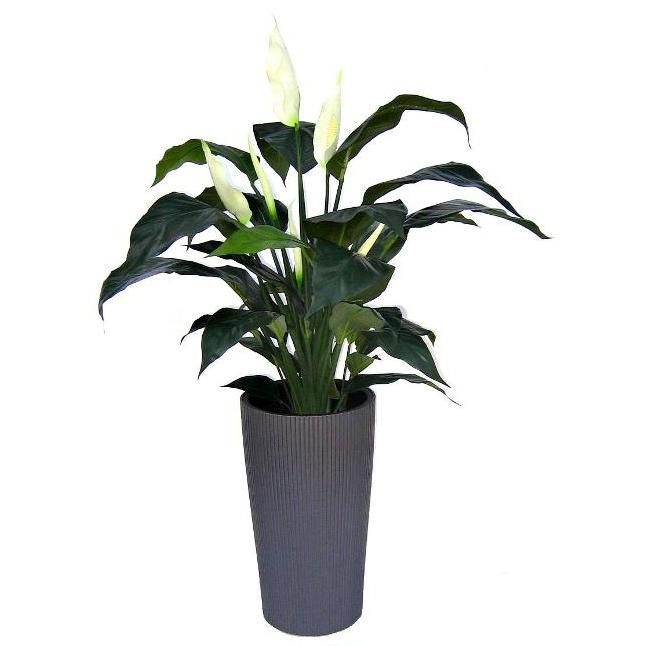 Spathiphyllum Kunstpflanze Deluxe (Einblatt) 80 cm unter Blhende Kunstpflanzen