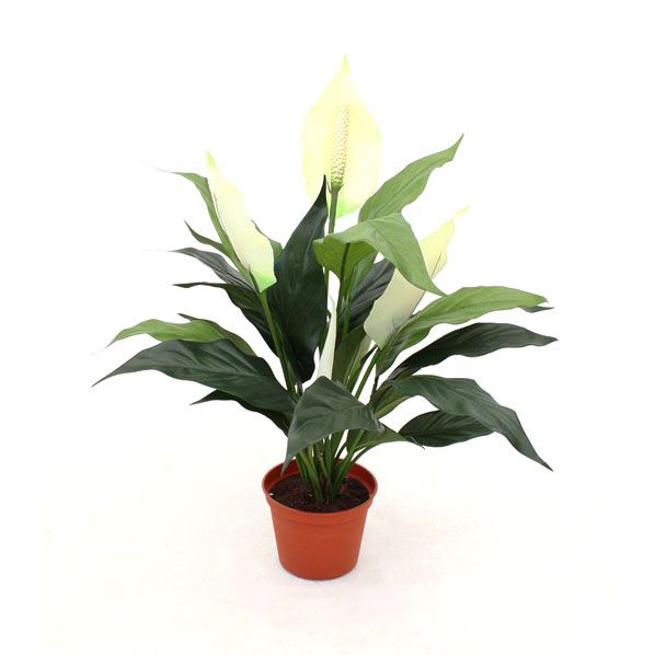 Spathiphyllum Kunstpflanze (Einblatt) 50 cm im Topf