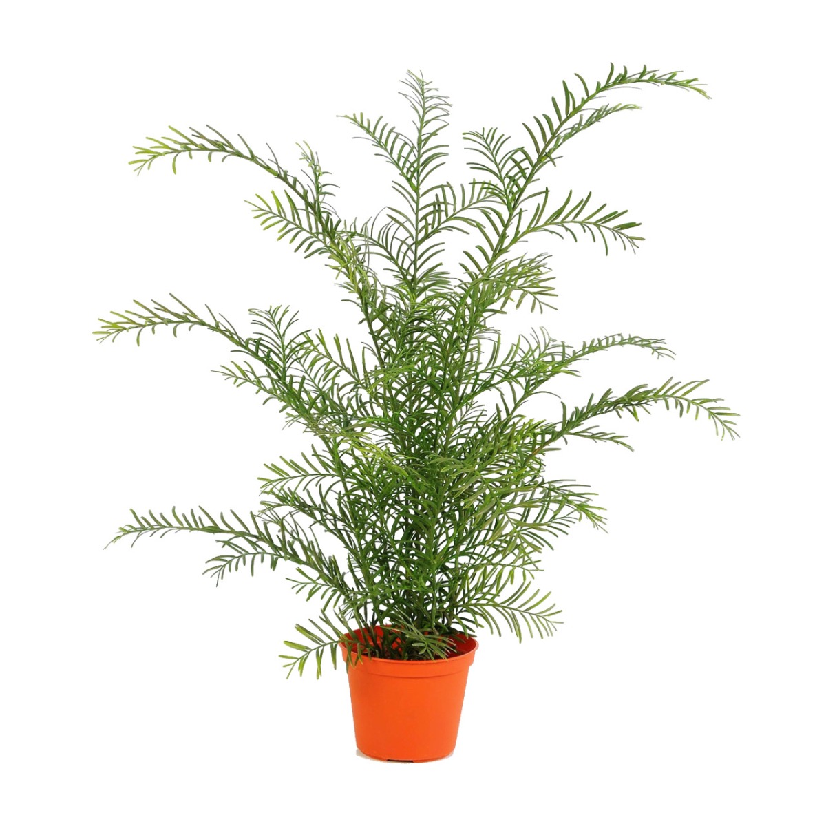 Taxus Kunstpflanze 60 cm