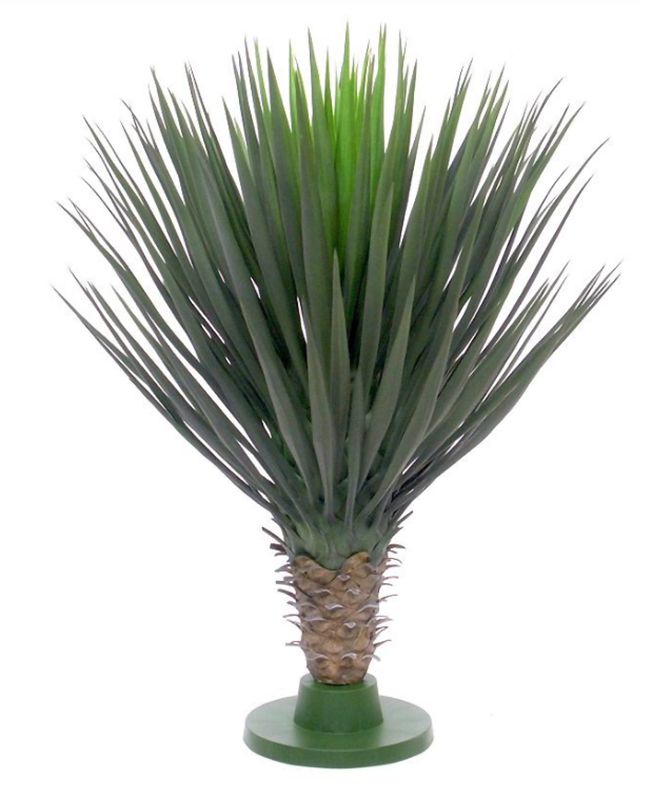 Yucca Rostrata 80 cm