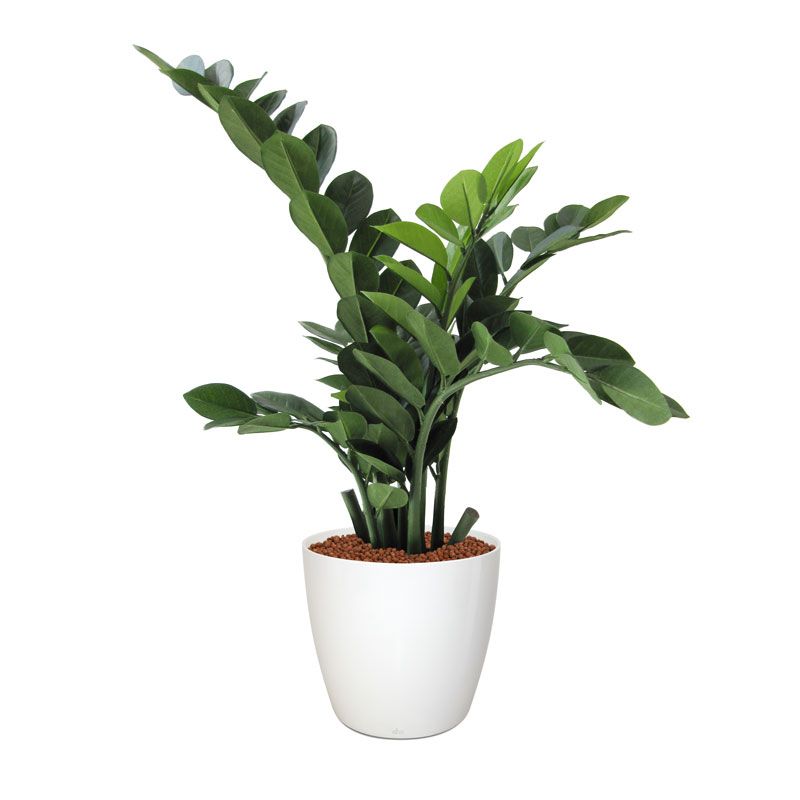 Zamioculcas Kunstpflanze 65 cm