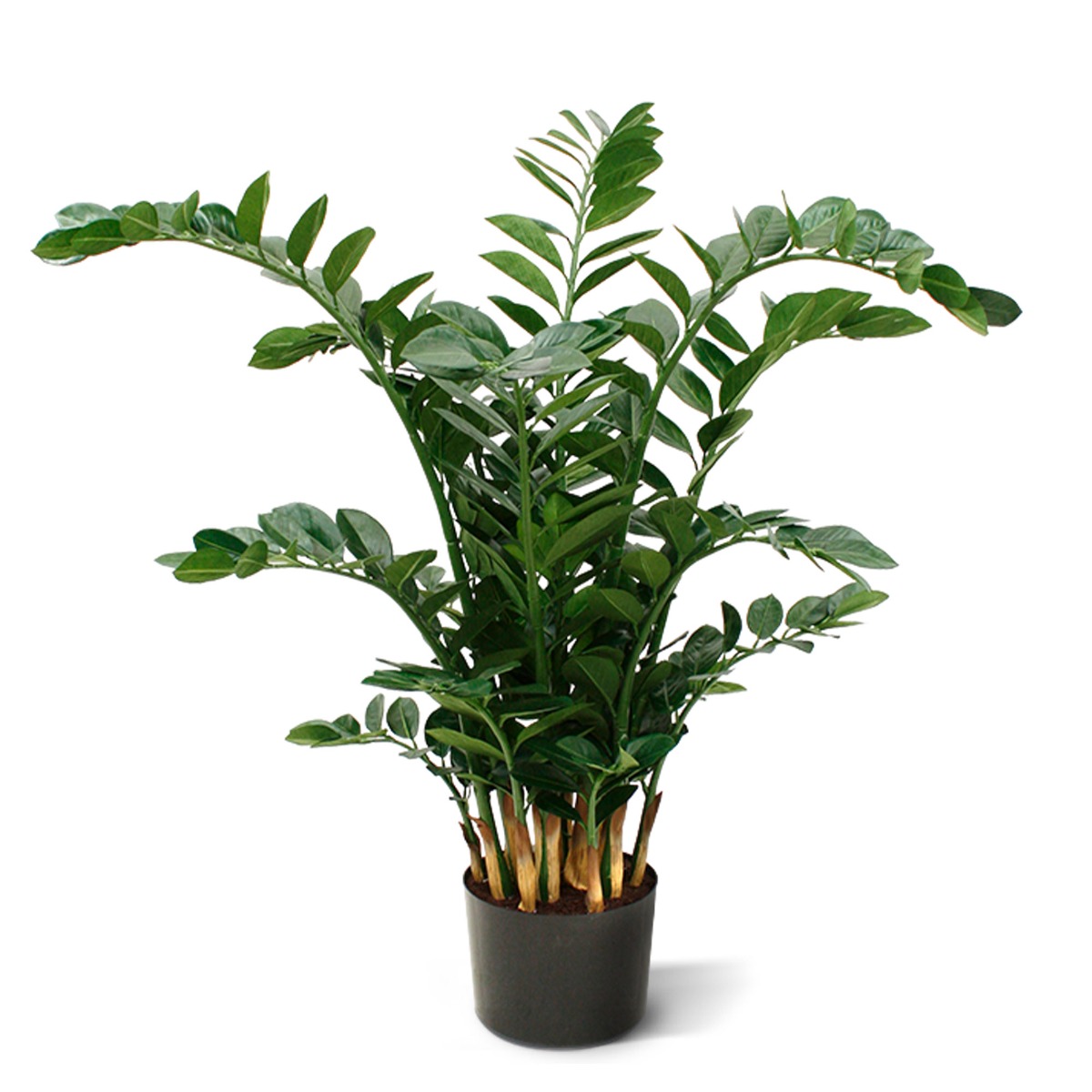 Zamioculcas Kunstpflanze XL 120 cm unter Grüne Kunstpflanzen